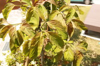 庭のハナミズキの葉の先が茶色く枯れたようになっています 病気でしょうか Yahoo 知恵袋