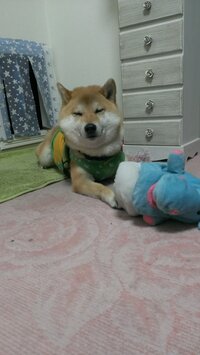 柴犬って 凶暴だったり性格悪い個体が多すぎませんか ポチタマペットの旅を見てて Yahoo 知恵袋