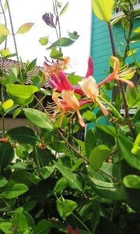 ツル植物の様ですが 細く赤い花を咲かせています 名前をおしえて下さ Yahoo 知恵袋