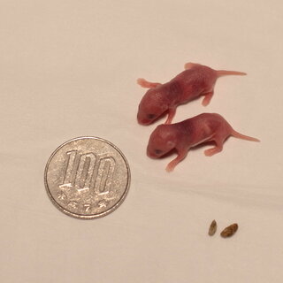 これは何ネズミの赤ちゃんですか 先日から5センチぐらいのネズミが現 Yahoo 知恵袋