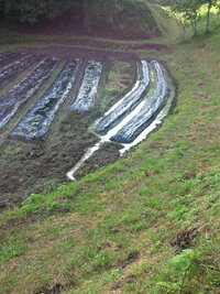 水はけの悪い土でも育つ野菜や花を教えてください もと田んぼだ Yahoo 知恵袋