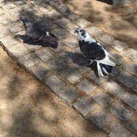 この鳩の名前を教えてください 白と黒の鳩の名 Yahoo 知恵袋