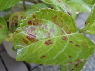 紫陽花 葉っぱ 白くなる 1493 紫陽花 葉っぱ 白くなる Cahkenejpusli