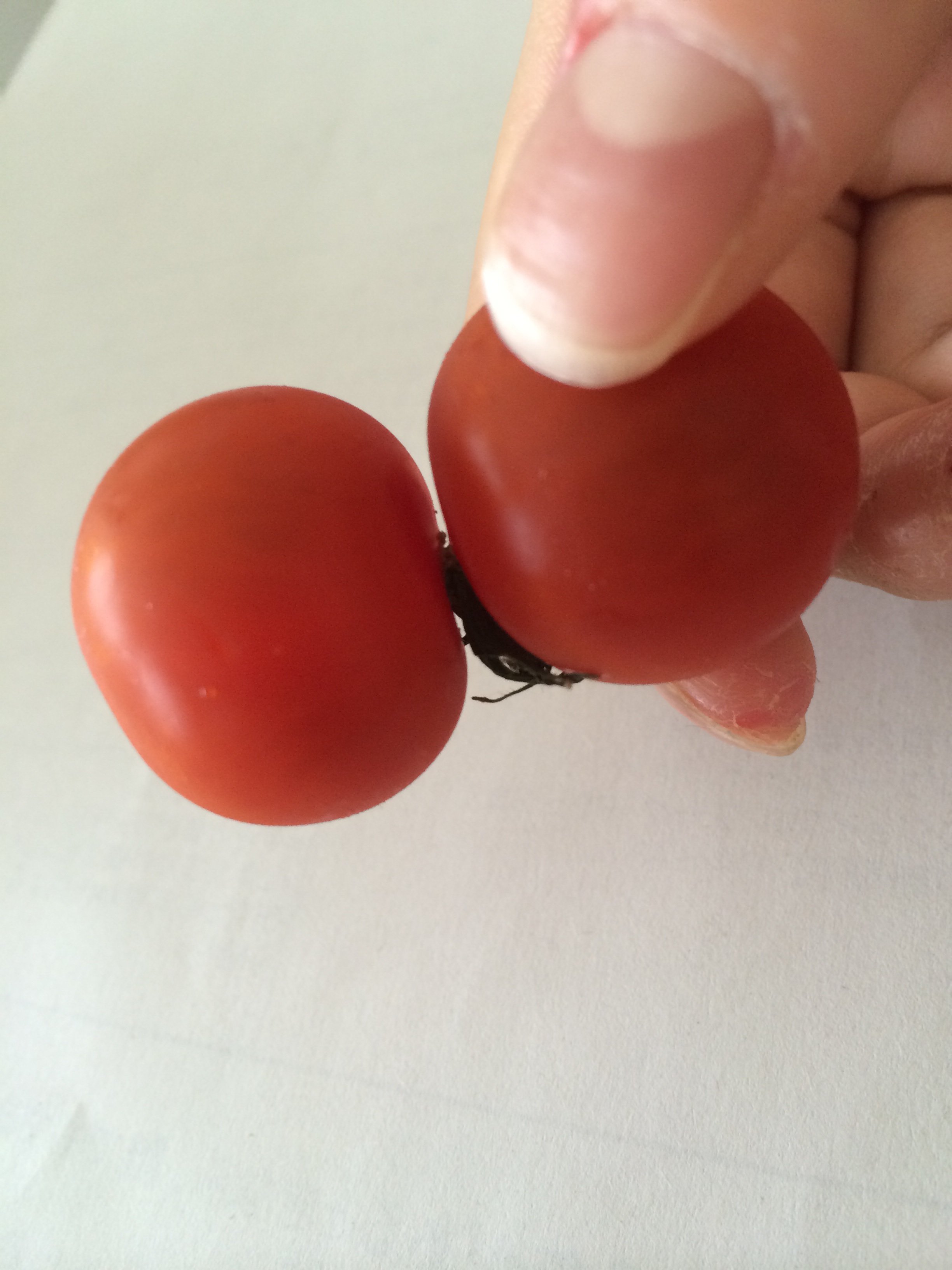 とまと様 スーパーで購入したミニトマトの中に、2粒くっついた双子のようなミニ