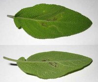 コモンセージの病気 コモンセージの葉が斑点状に色が白 黄色く抜けたり 黒 Yahoo 知恵袋