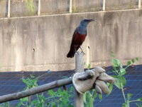 ムクドリに似たこの鳥の種類はなんでしょうか 家屋のどこかで巣を作っ Yahoo 知恵袋