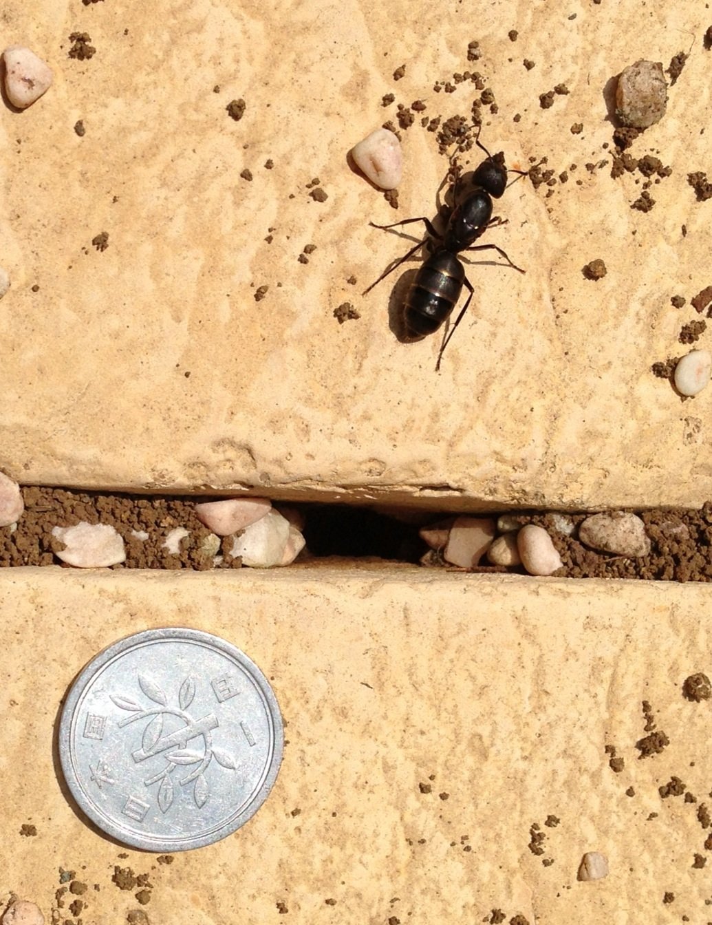 2cmくらいのとっても大きなアリが庭に巣作りをしているようです 側には花 Yahoo 知恵袋