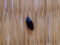 顔の前でホバリングする黒い小さな虫の名前を教えてください 池で釣りしてる時 Yahoo 知恵袋