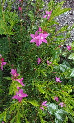 ピンク色の星形の花の名前をおしえて下さい 背丈は15cm前後です Yahoo 知恵袋