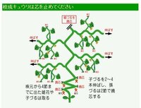 キュウリの皮の部分って苦味があるものでしょうか もしあるとしたら それ Yahoo 知恵袋