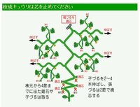 きゅうりの育て方ですが 本茎の各節から子つるが出ている図 Yahoo 知恵袋