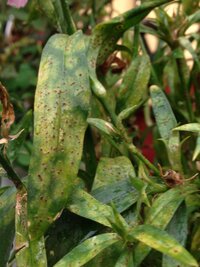 ナデシコの葉にツブツブとしたものが 病気ですか 他の植物にもうつりますか Yahoo 知恵袋