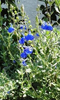 青い花の名前をおしえて下さい 花壇で背丈30cmくらいで Yahoo 知恵袋