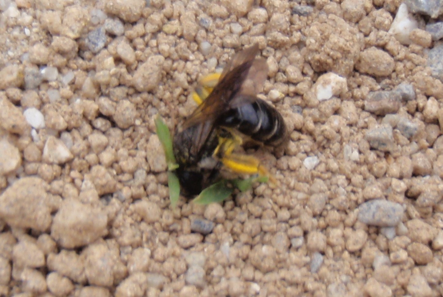 地面に穴を掘っているハチがいます。何というハチでしょうか？また... - Yahoo!知恵袋