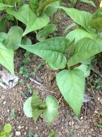 この葉っぱが急に大量に生えてきました これは雑草でしょう Yahoo 知恵袋