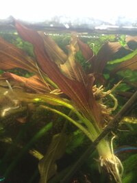 エキノドルスの名前 昨日 ホームセンターにて税抜き150円で買 Yahoo 知恵袋