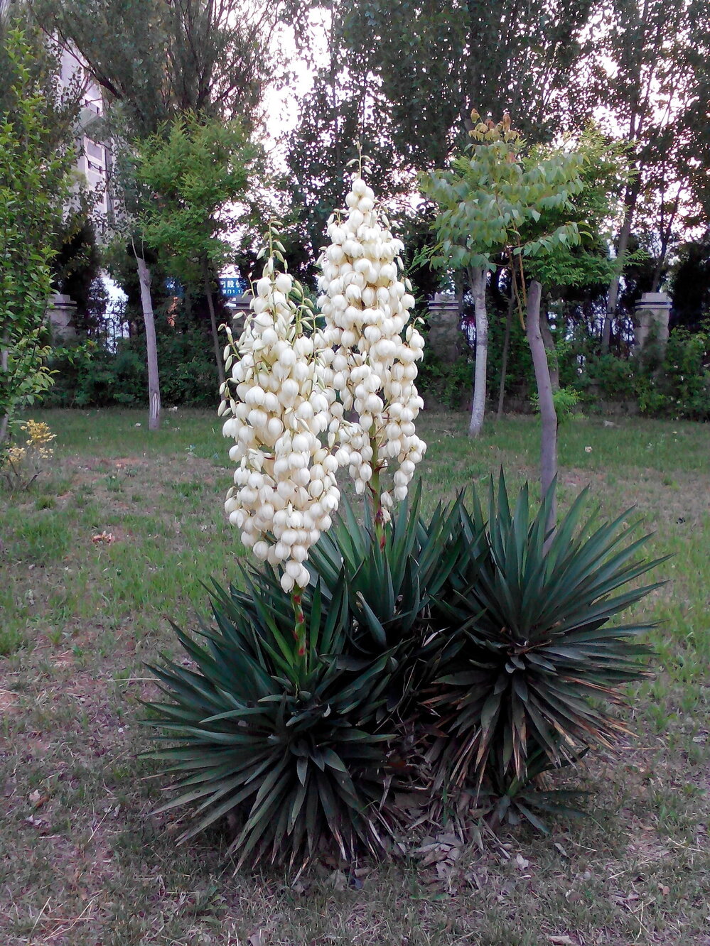 花の名前を教えてください。 - キミガヨラン（ユッカ）に見えます。植物分... - Yahoo!知恵袋