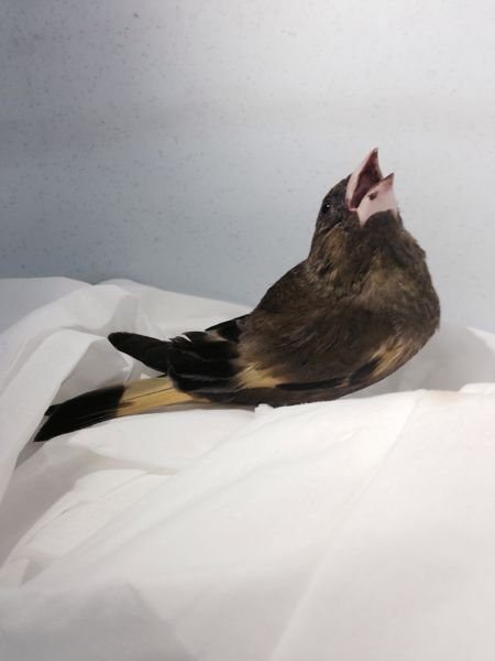 飛べない小鳥を拾ったのですが、(多分ヒナだと思います)飛べるま