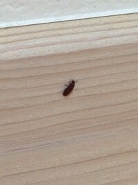 家の中に小さい黄金虫みたいな茶色い虫が大量発生しています 窓を開けな Yahoo 知恵袋
