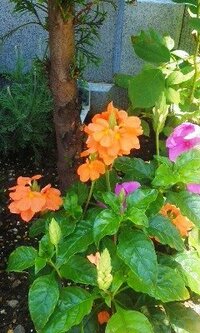 オレンジ色の花の名前をおしえて下さい 蕾のかたまりが尖っている花で Yahoo 知恵袋