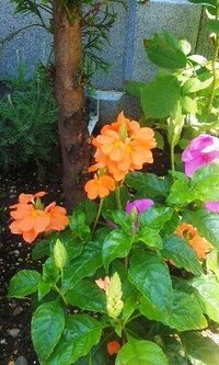 オレンジ色の花の名前をおしえて下さい 蕾のかたまりが尖っている花で Yahoo 知恵袋