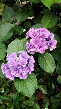 紫陽花の種類について散歩中に見つけた紫陽花です この紫陽花の種類 名前 Yahoo 知恵袋