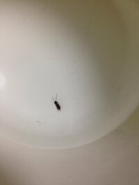 風呂場にいたんですけどなんの虫ですか アリに似てますけど触覚が長いです Yahoo 知恵袋