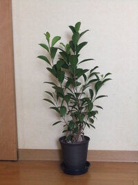 ガジュマルの木の植え替えと剪定について教えてください 購 Yahoo 知恵袋