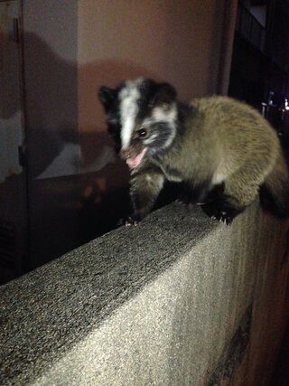 今日家の近くでこんな生き物を見つけました イタチっぽいのですが ちょっと Yahoo 知恵袋