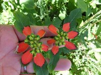 波照間島で見かけた花 波照間島で見かけた花です 今まで見た Yahoo 知恵袋