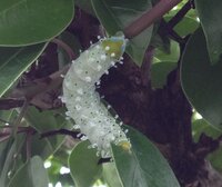 ゴールドクレストに虫が住んでる のか 生い茂った葉をかき分けると 糸 Yahoo 知恵袋