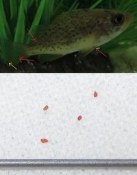 採取したメバルの稚魚についていた寄生虫の同定をお願いします 先日採 Yahoo 知恵袋