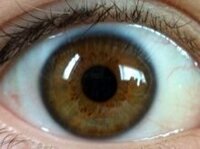 瞳の色について 質問です 私の瞳は茶色ですが縁が黒いです いわゆる Yahoo 知恵袋