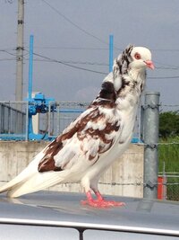 鳩に似ていて白黒のまだら模様 たてがみがあるこの鳥の種類を教え Yahoo 知恵袋