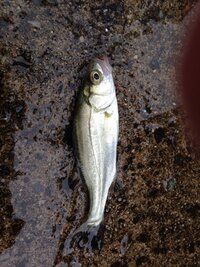 釣り初心者主婦です 釣った魚をその場で絞める場合 魚の頭や内臓は 海に捨て Yahoo 知恵袋