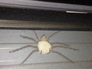 蜘蛛のことについて質問です 今日の朝 シャッターを見たら白い卵のようなも Yahoo 知恵袋