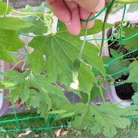 ゴーヤの受粉できなかった雌花とグリーンカーテンについて教えてく Yahoo 知恵袋