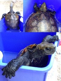 亀の種類を教えてください 子どもが近くの公園で 写真のようなカメを拾って Yahoo 知恵袋