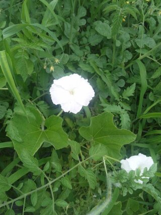 瓜科のこの白い花は何の花でしょうか 干瓢となるユウガオ Yahoo 知恵袋