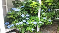 カシワバアジサイの花が終りました 花がらはいつ頃切り落とせばいいですか Yahoo 知恵袋