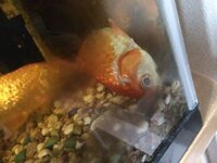 4年買っていた金魚が この様にくの字に曲がってしずんでいました この子はもう助 Yahoo 知恵袋