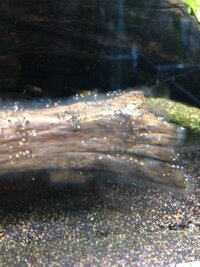 落ちてる流木のカビとコケを取るためにキッチンハイターを使ってしまっ Yahoo 知恵袋