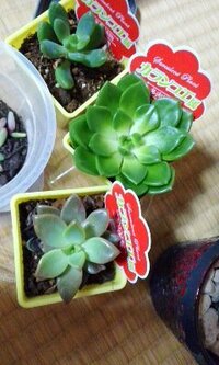 多肉植物を寄せ植えする際の相性 我が家にある多肉の寄せ植え Yahoo 知恵袋