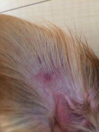家で飼っている犬 チワックス の耳の内側に内出血のような黒い斑点のような Yahoo 知恵袋