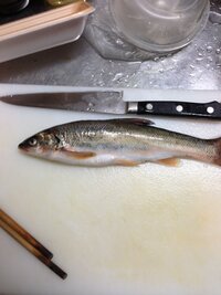 海釣りにいって 15センチぐらいのウグイが釣れました 食べれますか 食べれ Yahoo 知恵袋