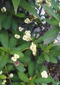 植木鉢に咲く白い花です 茎にトゲがあります 名前を教えて下さい ハ Yahoo 知恵袋