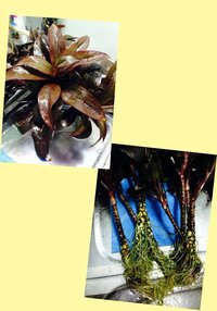 ユリを生けると花瓶が倒れそう 対策は 2ヶ月ほど前からリビングに花を生 Yahoo 知恵袋