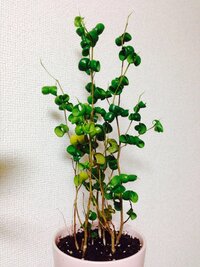 観葉植物に虫がわかないようにするには 小さめの観葉植物を室内で Yahoo 知恵袋