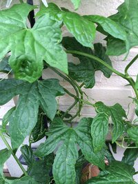 この植物って何か分かる方いませんか ゴーヤにも似ているようですが タネを Yahoo 知恵袋