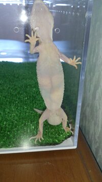 今飼っているヒョウモントカゲモドキ 体長15センチ のお腹に白 Yahoo 知恵袋